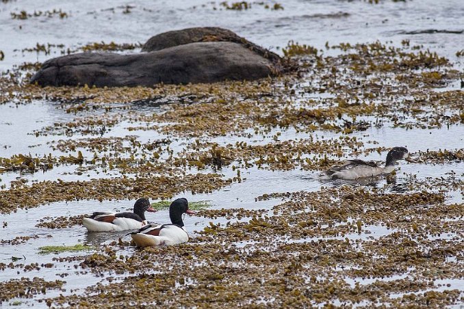 Gravänder (Common shelduck)