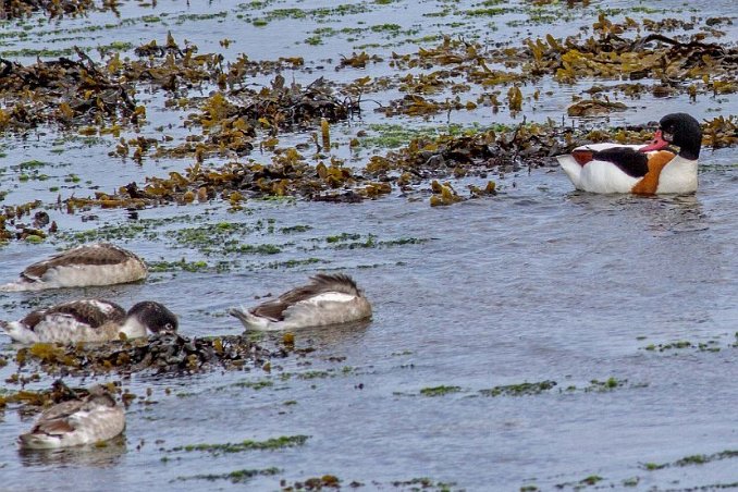 Gravand (Common shelduck) med ungar