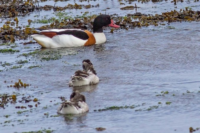 Gravand (Common shelduck) med ungar