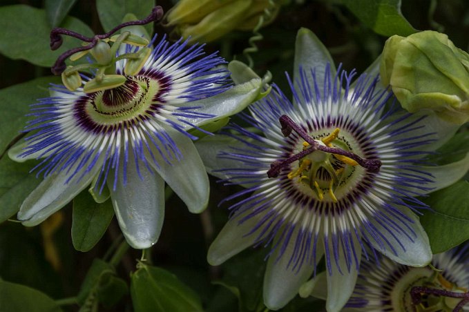 Botaniska trädgården i Cagliari