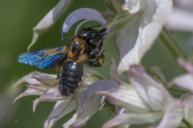 Botaniska trädgården i Cagliari