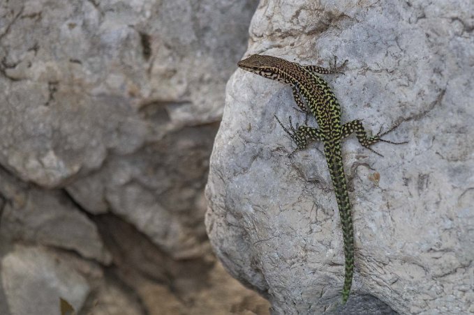 Tyrrensk murödla Tyrrensk murödla, Tyrrhenian lizard (Podarcis tiliguerta) i floddalen Gorroppu.