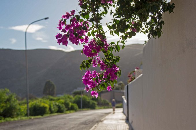 Bougainvillea i Portman Trillingblomssläktet (Bougainvillea) är ett släkte i familjen underblommeväxter. Arterna i släktet är vedartade, tornförsedda, blommande klätterväxter som...