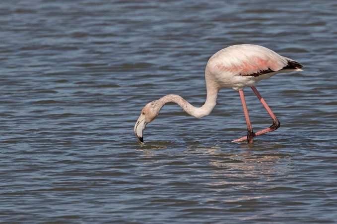 Flamingo Flamingo i i salin utanför San Pedro de Pinatar