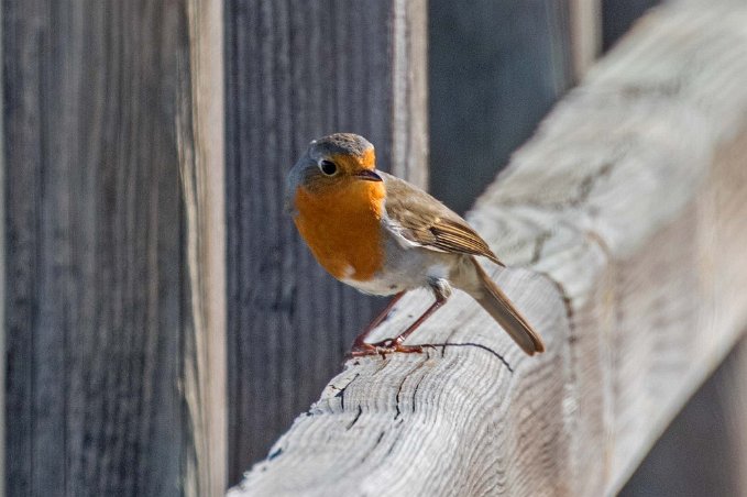 Rödhake Rödhake i naturreservatet utanför San Pedro del Pinatar