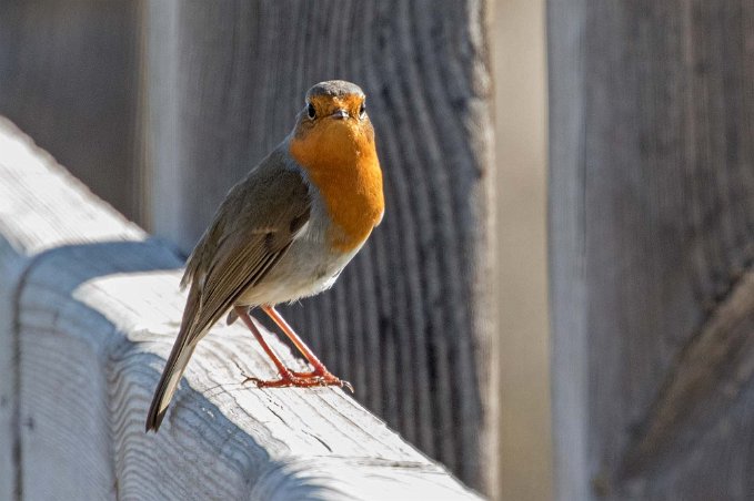 Rödhake Rödhake i naturreservatet utanför San Pedro del Pinatar