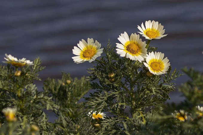 Parque del Guadalhorc Ringkrage (Chrysanthemum carinatum) har sitt ursprung i Marocko.