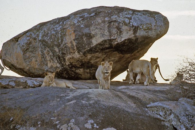 9710 Tanzania Lejonberget