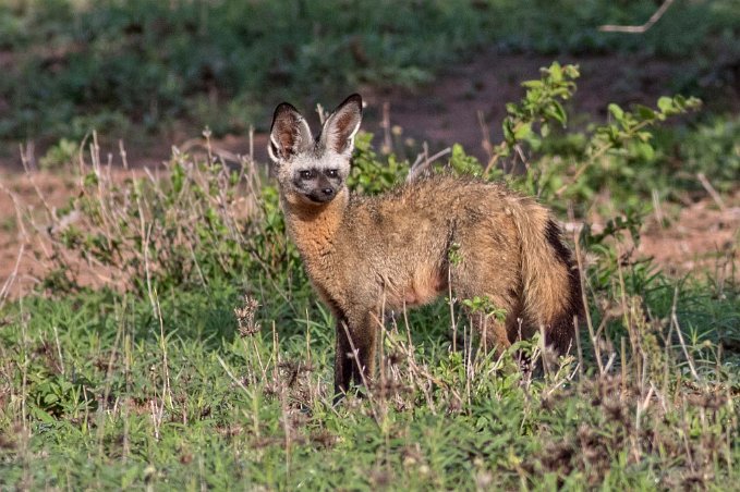 Öronhund i Ruaha np, Tanzania Öronhunden eller öronräven (Otocyon megalotis) är ett rovdjur som tillhör familjen hunddjur (Canidae). Den lever i savannen i två från varandra skilda regioner...