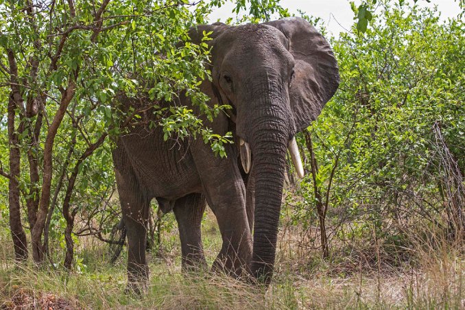 Elefant i Ruaha np i Tanzania Gammal ensam elefanthanne