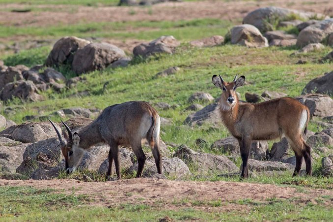 Elipsvattenbockar i Ruaha np, Tanzania