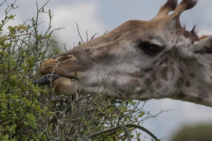 Giraff käkar på buske i Ruaha np Giraff käkar på buske i Ruaha np