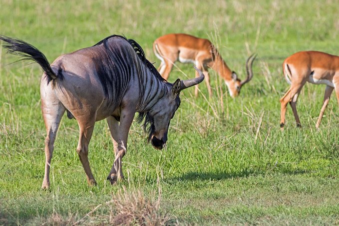 Gnu i Mikumi nationalpark, Tanzania