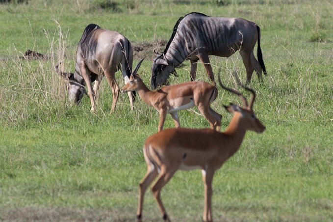 Gnuer och impala i Mikumi, Tanzania