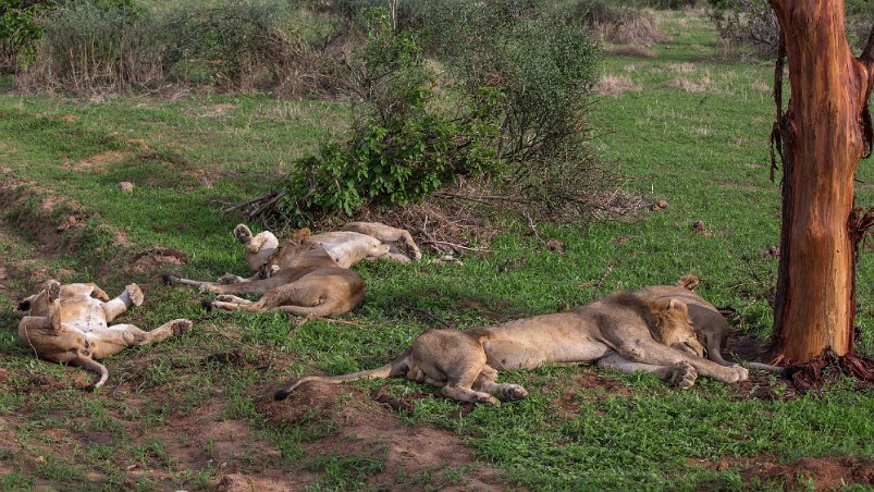 Lejonfamilj i julatfonsvila, Ruaha np