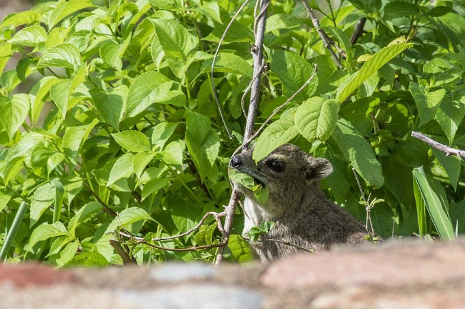 Mangust vid Ruaha River Lodge