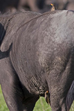 Rödnäbbad oxhackare i Mikumi nationalpark, Tanzania Rödnäbbad oxhackare (Buphagus erythrorhynchus) är en fågel i familjen oxhackare inom ordningen tättingar. Oxhackare är sociala djur som livnär sig av insekter...