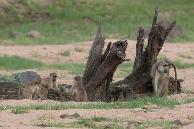 Savannbabian-famil i Ruaha np