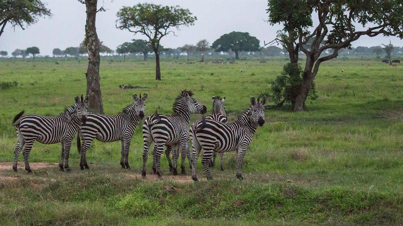 Stäppzebra i Mikumi np, Tanzania Stäppzebra (Equus quagga), även vanlig zebra, tillör familjen hästdjur (Equidae) och ordningen uddatåiga hovdjur (Perissodactyla). Dessa djur är mycket sociala...