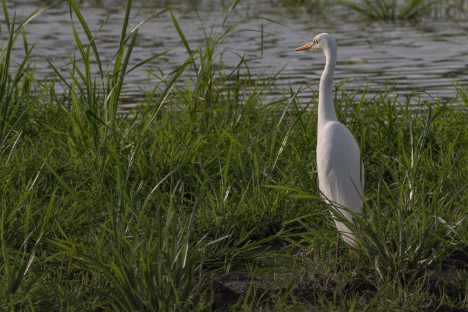 Ägretthäger i Mikumi natiobalpark, Tanzania Ägretthäger – franska aigrette ’fjäderdekoration – (Casmerodius albus). 85–102 cm lång och helt vit med svarta ben och gulaktig näbb. Den häckar i vass eller...