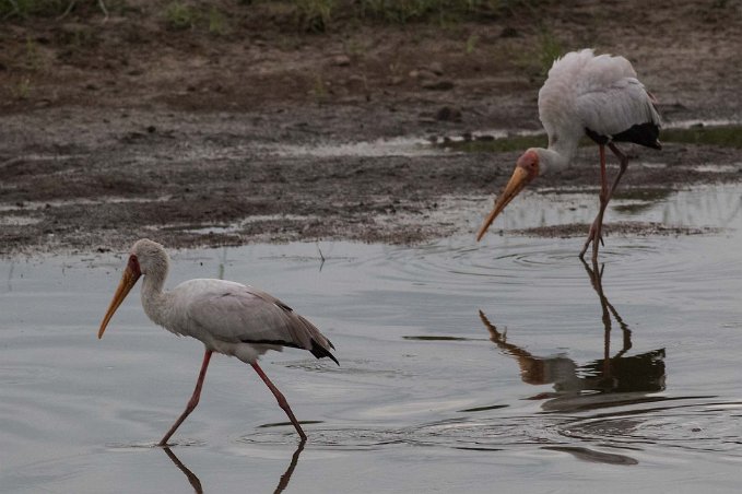 Afrikansk ibisstork i Ruhahafloden, Tanzania