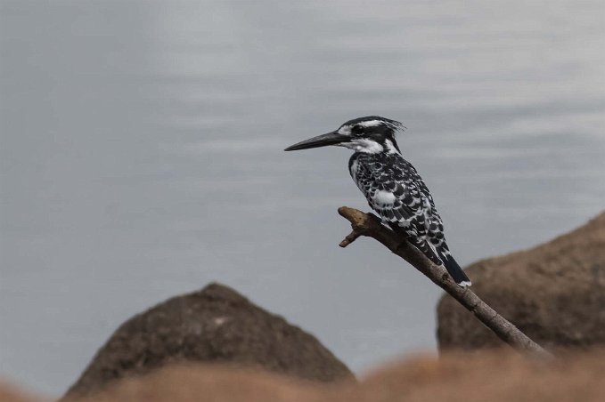 Gråfiskare vid Ruahafloden Gråfiskare (Ceryle rudis) är en vattenkungsfiskare och återfinns över ett stort utbredningsområde i Afrika och Asien. Dess svartvita fjäderdräkt, tofs och vana...