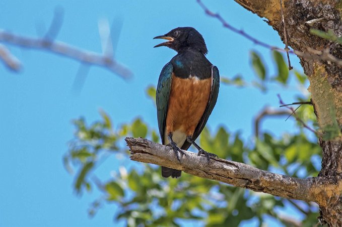 Hildebrandts glansstare i Mikumi, Tanzania Hildebrandts glansstare (Lamprotornis hildebrandti) en fågel i familjen starar inom ordningen tättingar. Fågelns utbredningsområde är i acaciesavannen i södra...