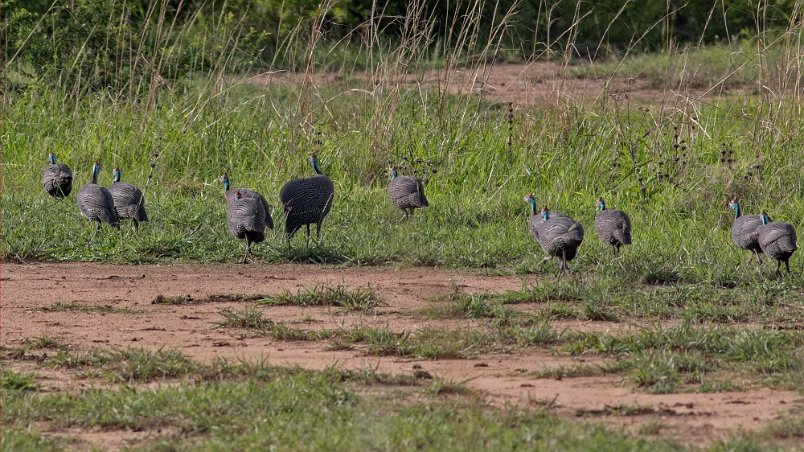 Hjälmpärlhöns i Mikumi nationalpark i Tanzania Hjälmpärlhönsen återfanns endast i Afrika ursprungligen, men nu finns den på många ställen i världen. De lever av insekter och frön och häckar direkt på marken....