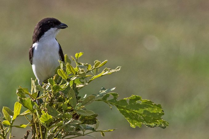 Långstjärtad fiskaltörnskata i Mikumo nationalkpark, Tanzania