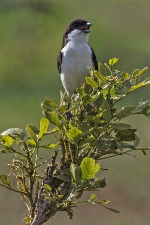 Långstjärtad fiskaltörnskata i Mikumi nationalkpark, Tanzania Långstjärtad fiskaltörnskata (Lanius cabanisi) är en fågel i familjen törnskator (Laniidae). Den är nära släkt med den mera vanliga gråryggade törnskatan...