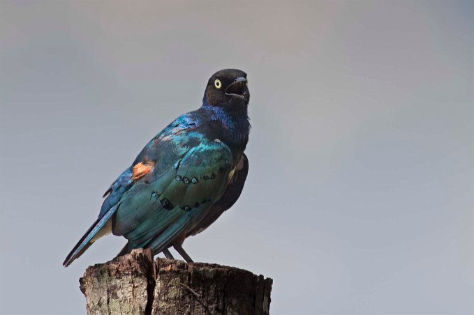 Praktstare, Mikumi, Tanzania Praktstare (Lamprotornis superbus) i Mikumi nationalpark. Lamprotornis är en stor biologisk släkt av glansstarar, alla lever i Afrika söder om Sahara. De flesta...