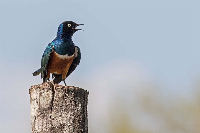 Praktstare, Mikumi, Tanzania Praktstare (Lamprotornis superbus) i Mikumi nationalpark. Lamprotornis är en stor biologisk släkt av glansstarar, alla lever i Afrika söder om Sahara. De flesta...