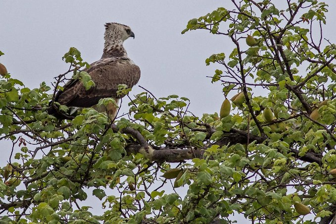 Stridsörn i Mikumi np, Tanzania