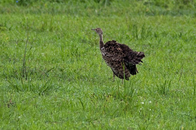 Struts i Mikumi np, Tanzania Struts (Struthio camelus) är en mycket stor, långbent och långhalsad fågelart som förekommer i Afrika. Arten är den enda medlemmen av släktet Struthio och...