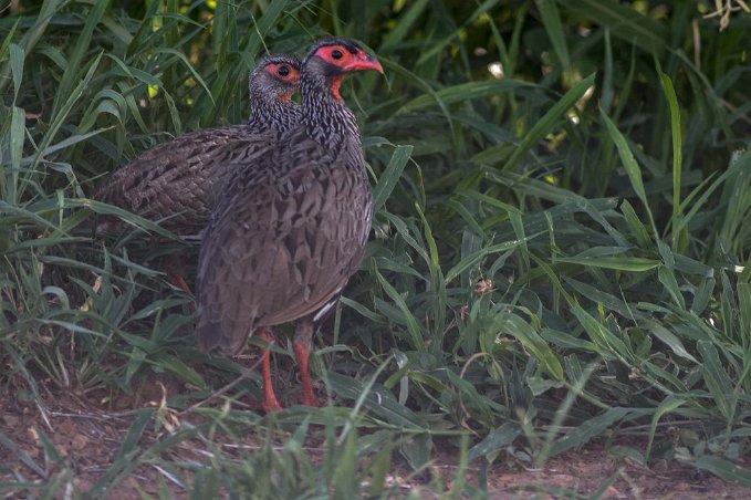 Vitfläckig frankolin i Mikumi, Tanzania Frankoliner (Francolinus) är ett släkte med fälthöns (Phasianidae) som lever i gamla världen. De är markbundna men inte flygoförmögna och lever av insekter,...