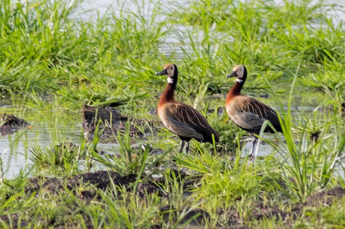 Vithuvad visseland i Mikumi nationalpark, Tanzania Nunneand, vithuvad visseland (Dendrocygna viduata) art i andfågelfamiljen Anatidae. Den blir 40–50 cm lång och är brun med smala, svarta och grå tvärränder på...