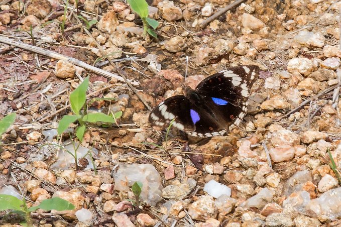 Fjäril i Ruaha np, Tanzania