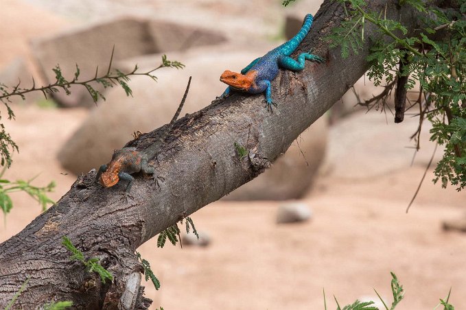 Klippagam, hane och hone i Ruaha nationalpark, Tanzania