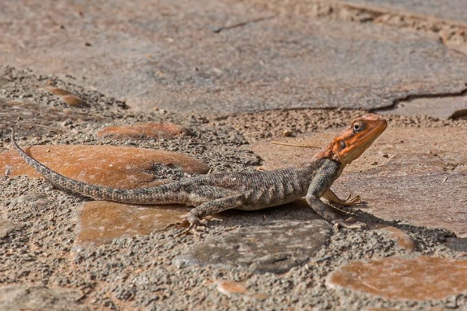 Agam-ödla i Ruaha nationalpark,Tanzania