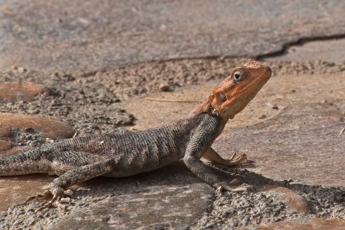 Agam-ödla i Ruaha nationalpark,Tanzania