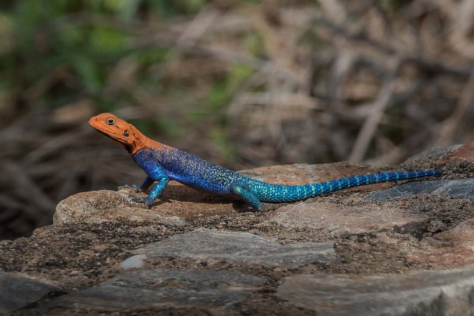 Amarantödla, Ruaha nationalpark, Tanzania