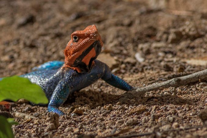 Amarantödla, Ruaha nationalpark, Tanzania Klippagamen (Agama lionotus elgonis) lever huvudsakligen på insekter.