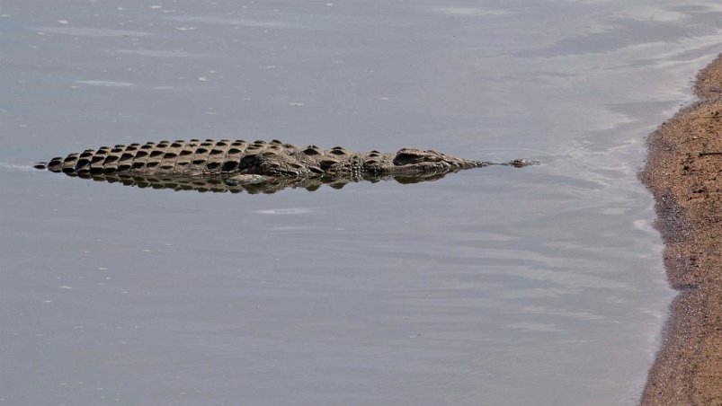 Krokodil nedanför Ruaha River-bron