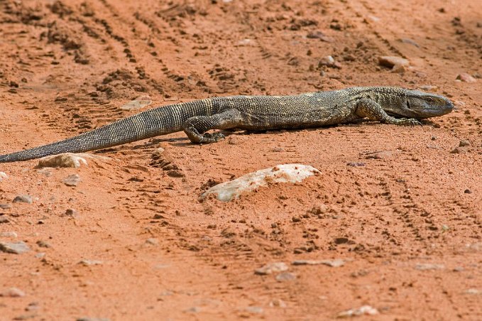 Stäppvaran korsar vägen i Ruaha np, Tanzania Stäppvaran (Varanus exanthematicus) är en ödla som tillhör familjen varaner som förekommer i stäpp och savann i norra och centrala Afrika. Den blir upp mot en...