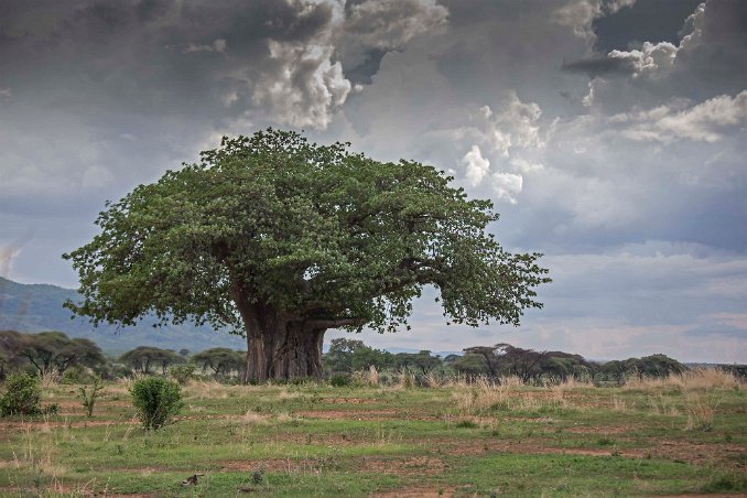 Apbrödsträd i Ruaha nationalpark Baobab eller apbrödsträdet (Adansonia digitata) är en av de åtta arterna inom växtsläktet baobabträd, inom familjen malvaväxter. Det är ett karaktärsträd på den...