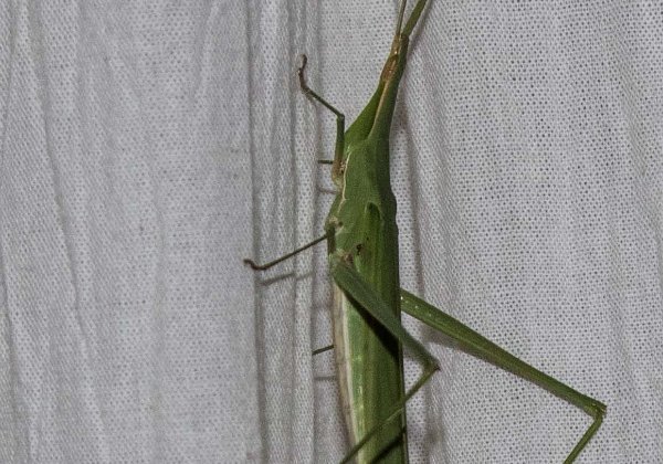 Insekter i Tanzania