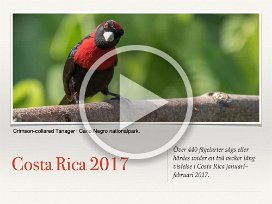 Costa Rica 2017 Drygt 440 fågelarter registrerades under en två veckor långa vistelse i Costar Rica januri/februari 2017.