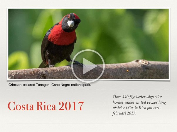 Costa Rica 2017 Drygt 440 fågelarter registrerades under en två veckor långa vistelse i Costar Rica januri/februari 2017.