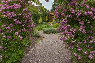 Munkens örtagård Munkens örtagård i Strängnäs i full blom