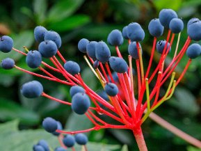 Botaniska trädgården
